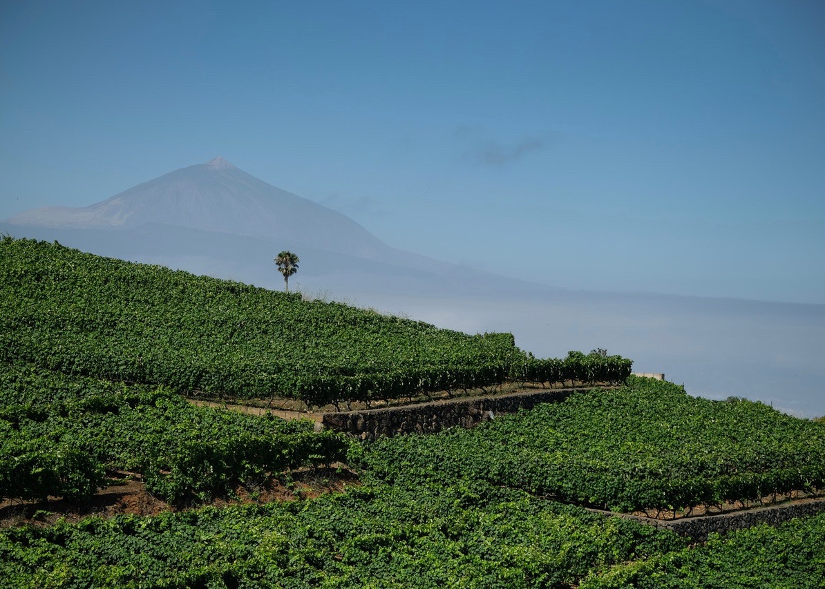 Viñedos Bodegas Monje con Teide de fondo