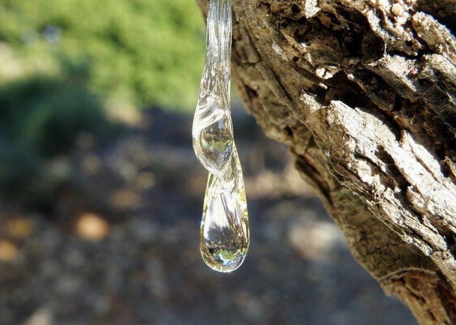 Chios_tear_mastic