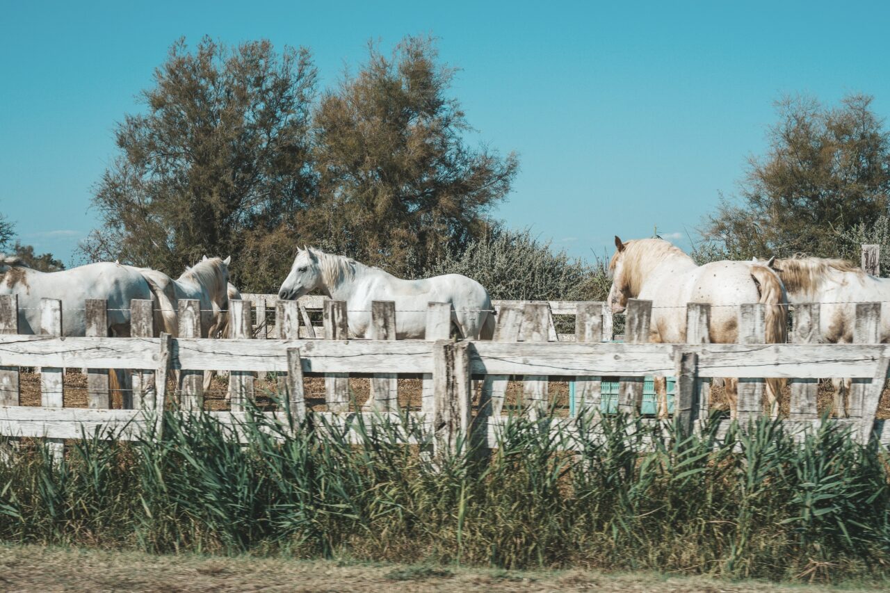 filiz-elaerts-UXGFSvGc-eA-unsplash