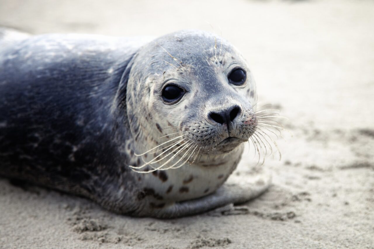 harbor seal Waddeneilanden