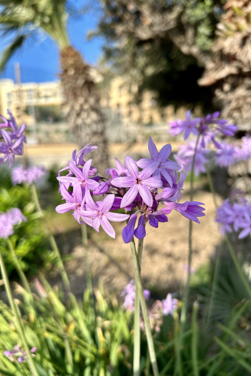 Hilton Malta