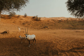 Al Wadi Desert Drive - Oryx - Gazelle - Ras Al Khaimah