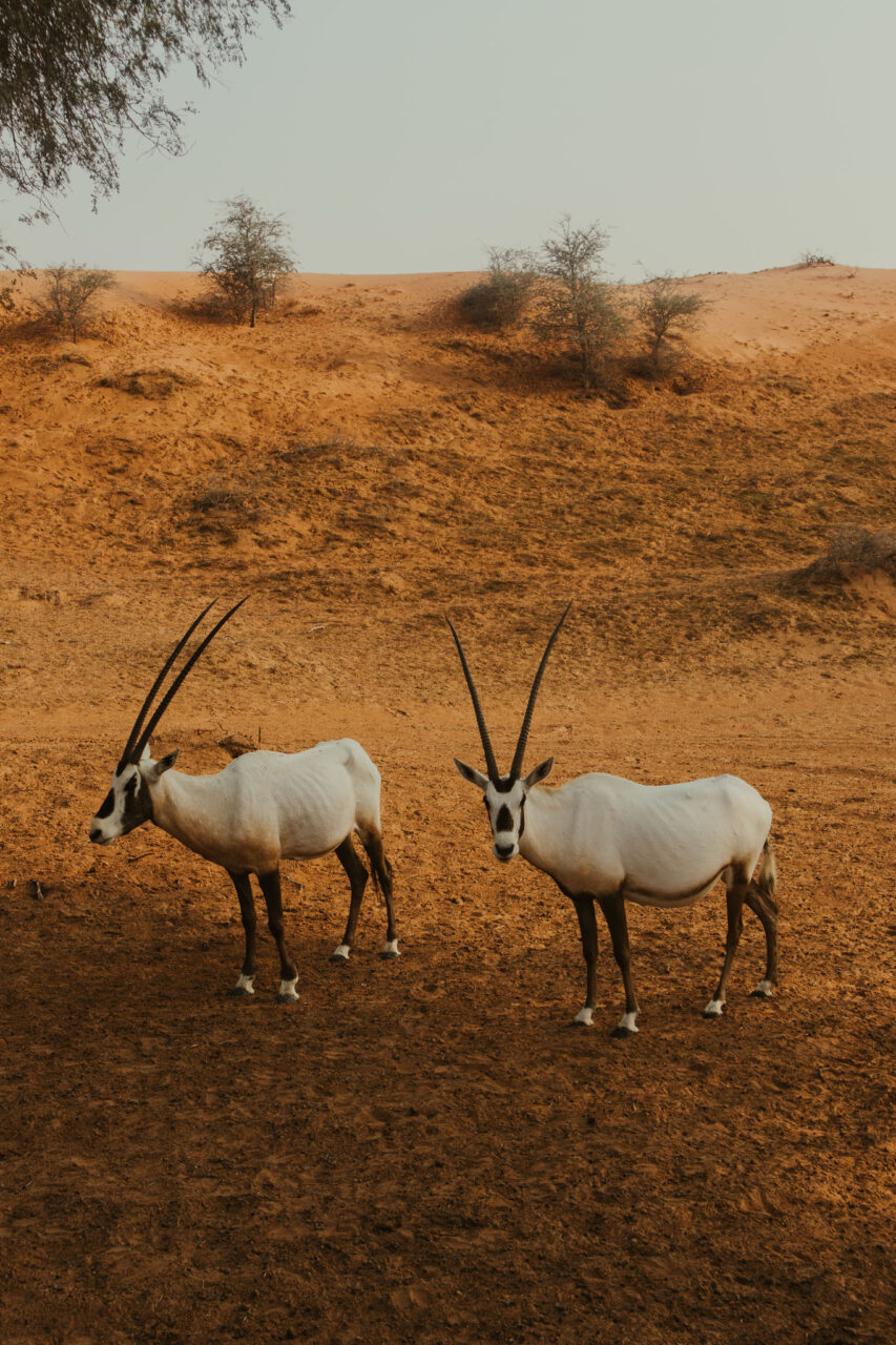 Oryx – Al Wadi Desert Drive – Ras Al Khaimah